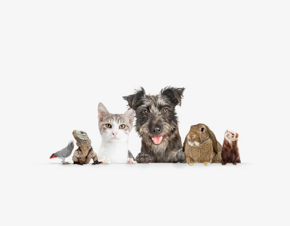 Budgie, iguana, cat, dog, rabbit and ferret side by side.