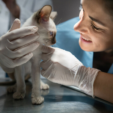 Vet examines small kitten