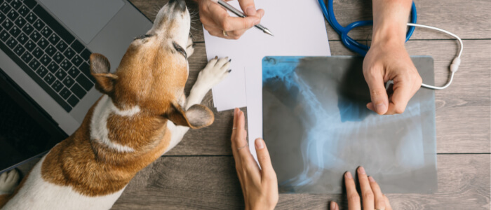 veterinarian going over dog xrays with patient