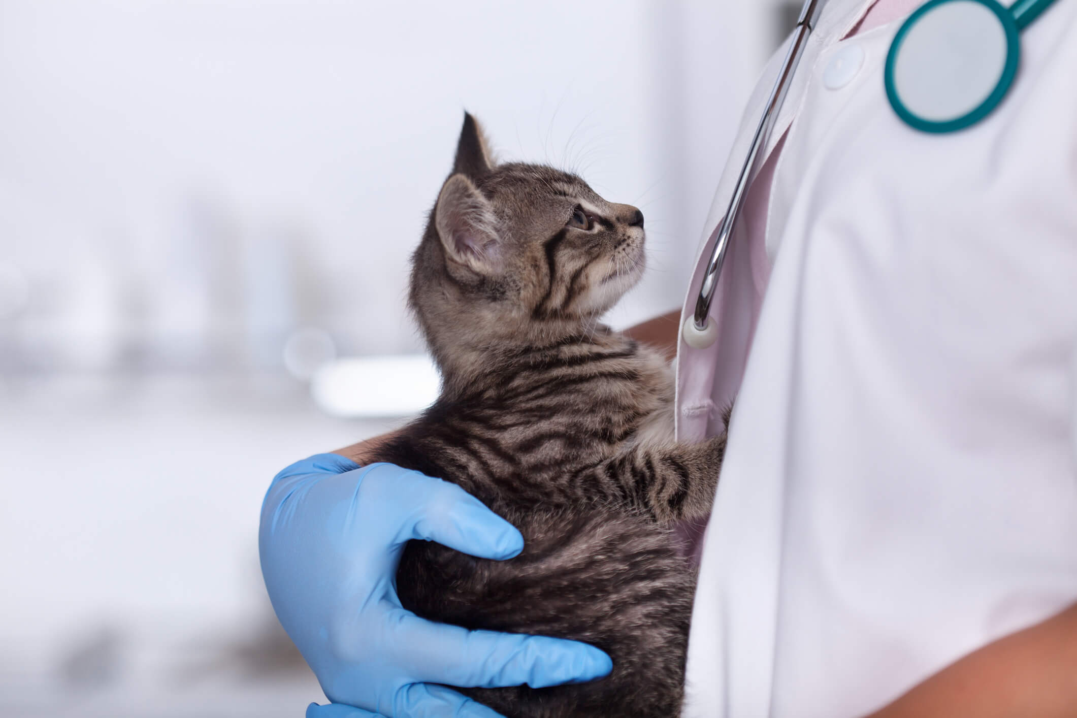 Veterinarian taking care of kitten according to privacy guidelines.