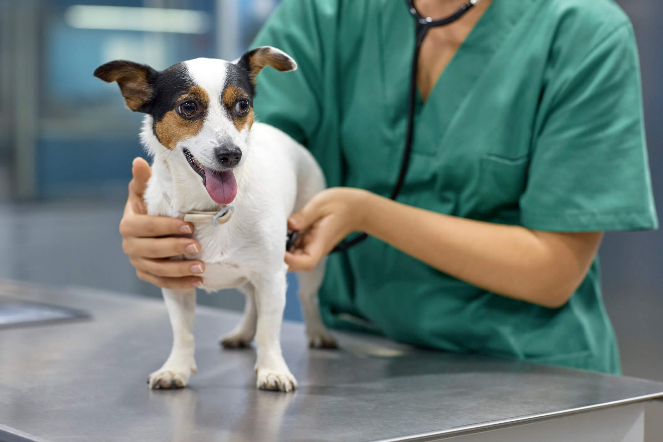 Veterinarian caring for dog, avoiding veterinary malpractice litigation.