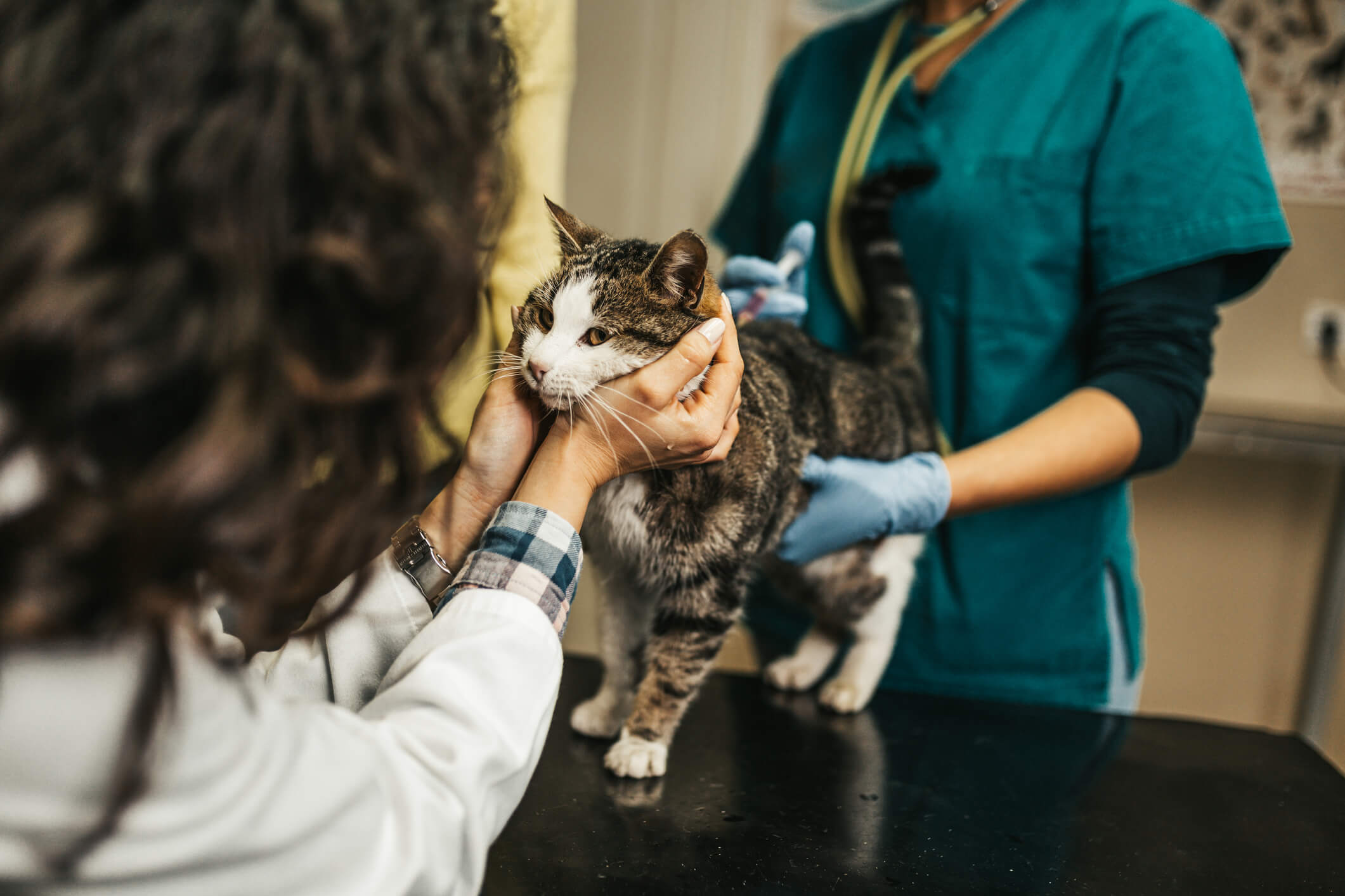 Veterinarian checking on cat in clinic.