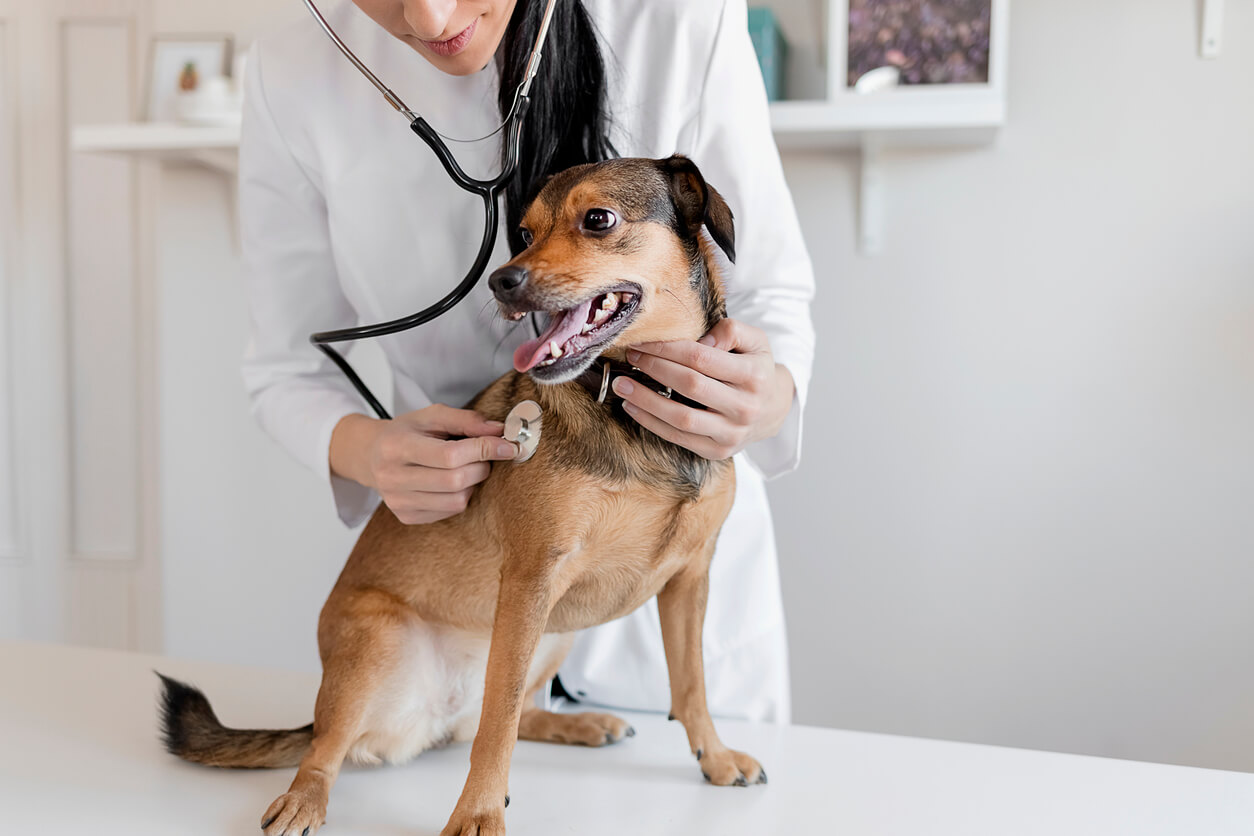 Veterinarian checking out dog patient.