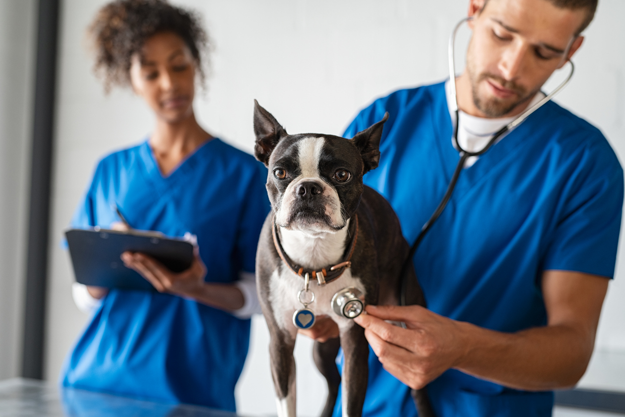 Two veterinarians treating a dog at their practice.