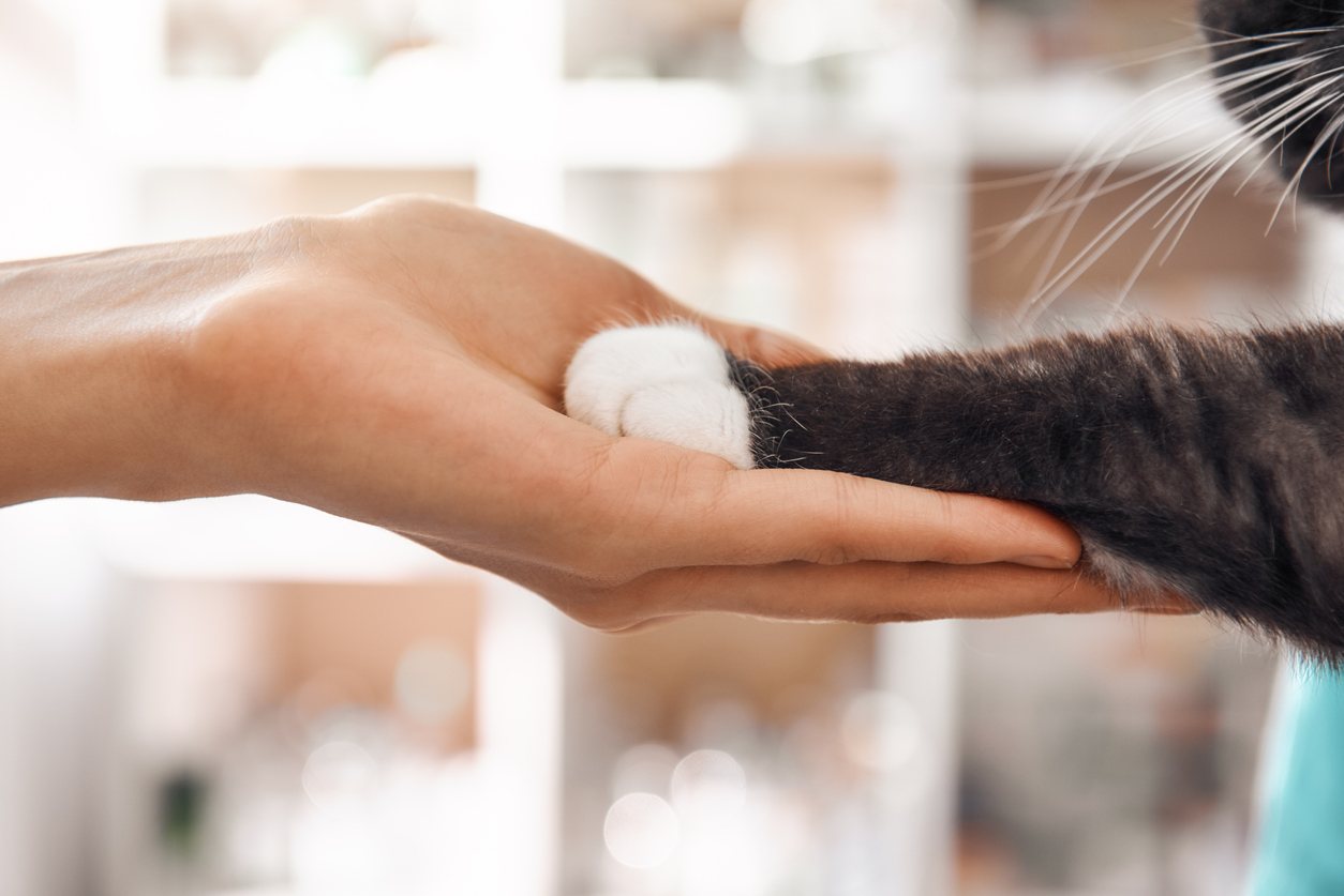 Veterinarian holding cat's paw.