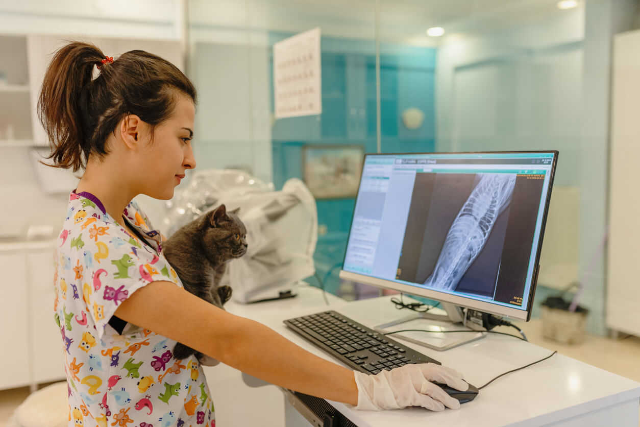 vet examining cat x-ray