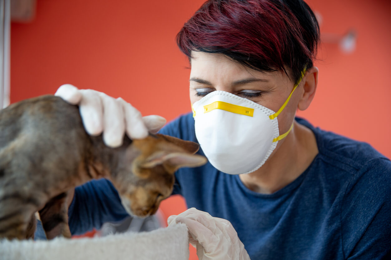 veterinarian in a mask with cat
