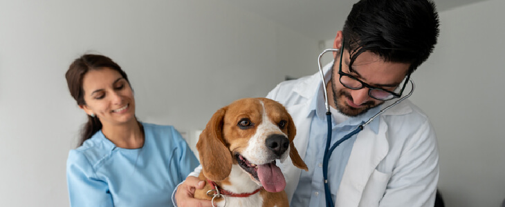 Two veterinarians caring for a dog