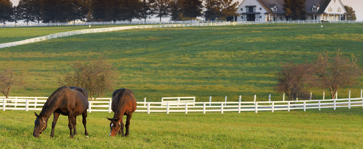 two horses on a farm in kentucky