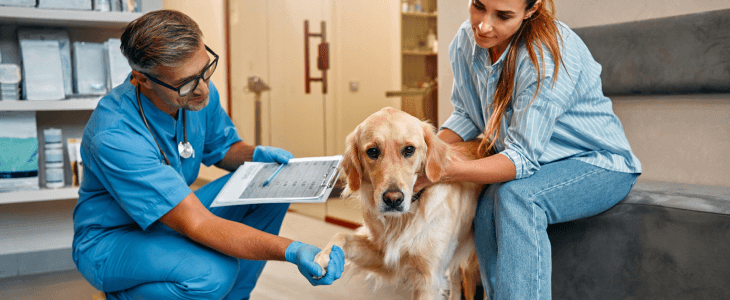 Two veterinarians helping dog
