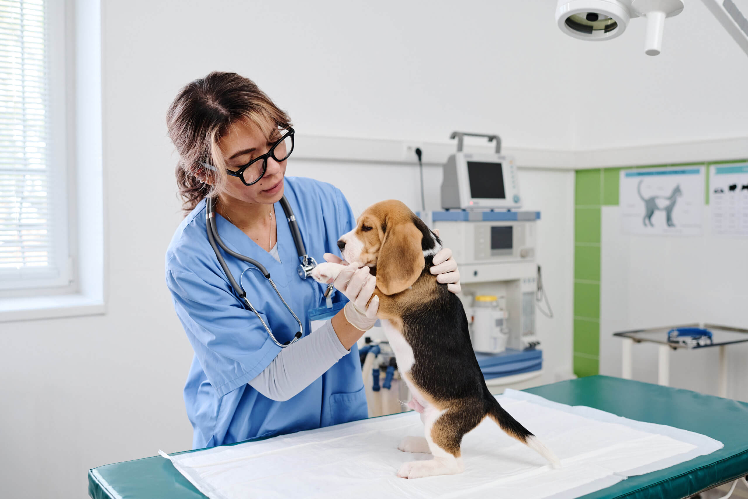 a veterinarian looking at a dog in the vet clinic