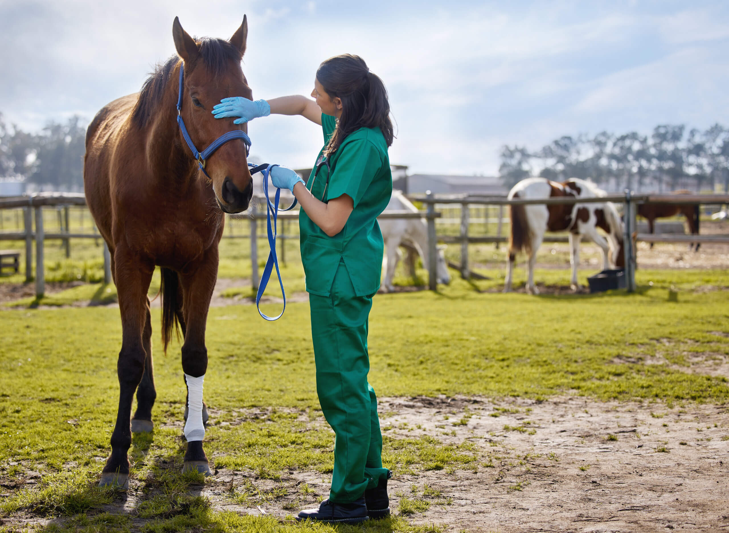 a veterinarian tending to a horse in texas
