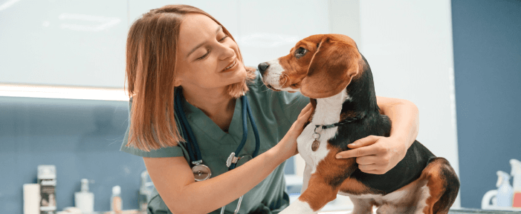 a veterinarian working on a dog in a vet clinic
