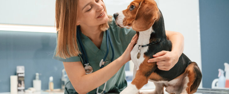 Woman veterinarian is with dog in the clinic.