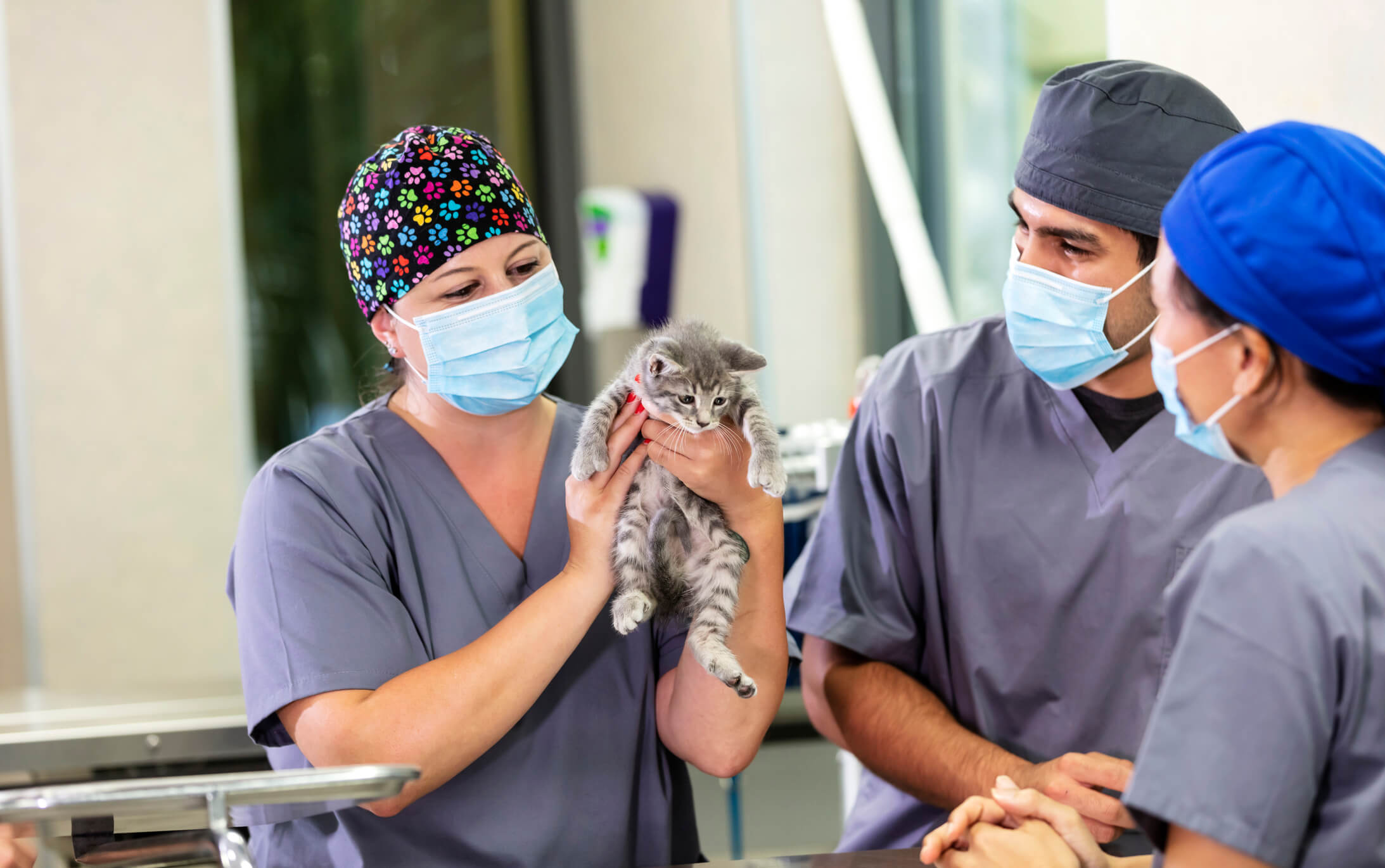 Three multi-ethnic workers at an animal hospital preparing a kitten for a surgical procedure. The veterinarian and veterinary technicians are wearing medical scrubs, surgical caps and masks.