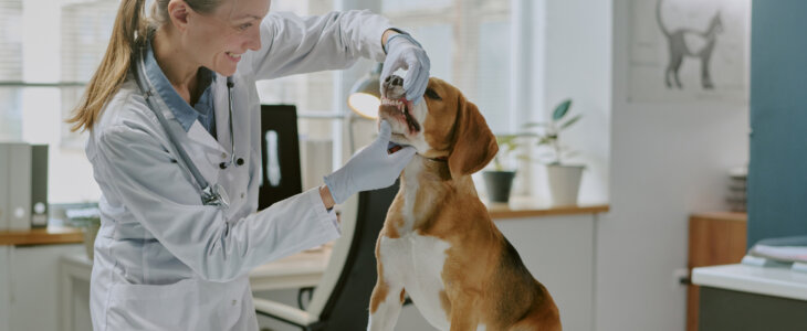 Female veterinarian examining beagle dog on table in a modern veterinary clinic with sunlight coming through windows in background. Woman wearing white coat gently holding dog's muzzle