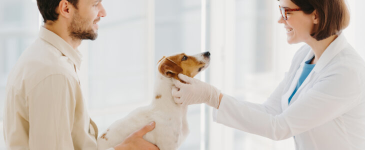 Professional veterinarian doctor makes checkup of jack russel terrier dog in clinic, wears white coat and medic gloves, going to vaccinate. Dod owner comes with pet to vet. Animal healthcare