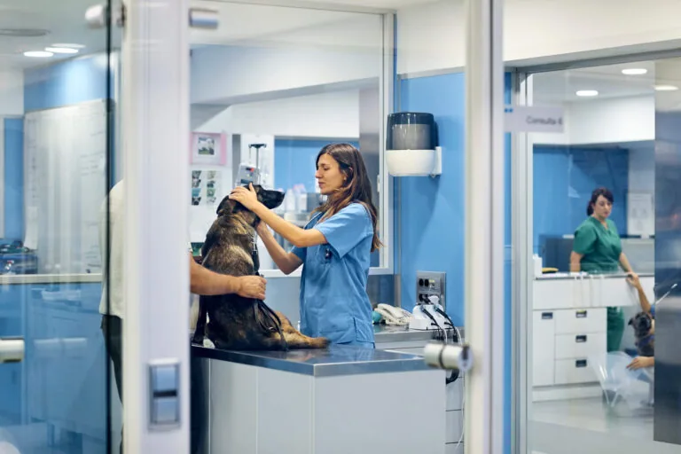Veterinarian taking care of a dog in their practice