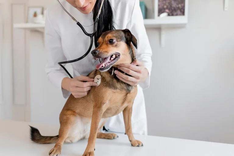 Veterinarian checking out dog patient.