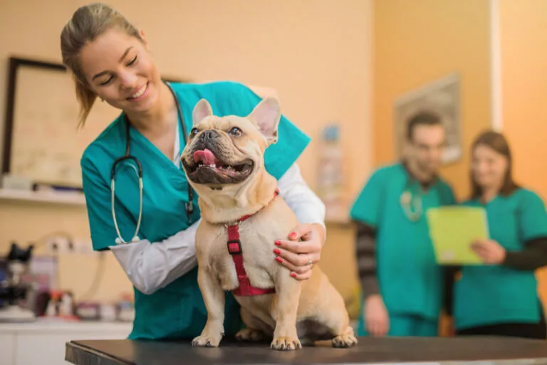 Veterinarian treating a dog in a practice