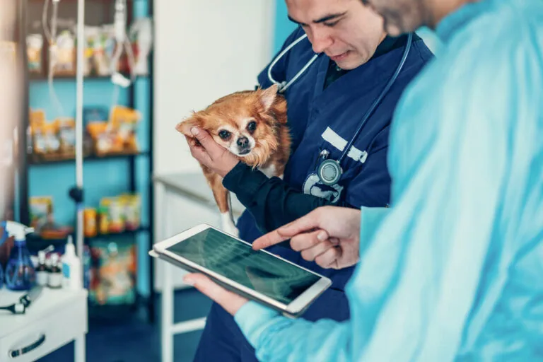 Two veterinarians looking over a dog's x-ray