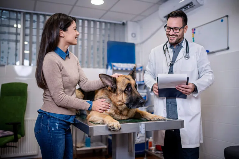 Veterinarian examining German Shepherd Dog