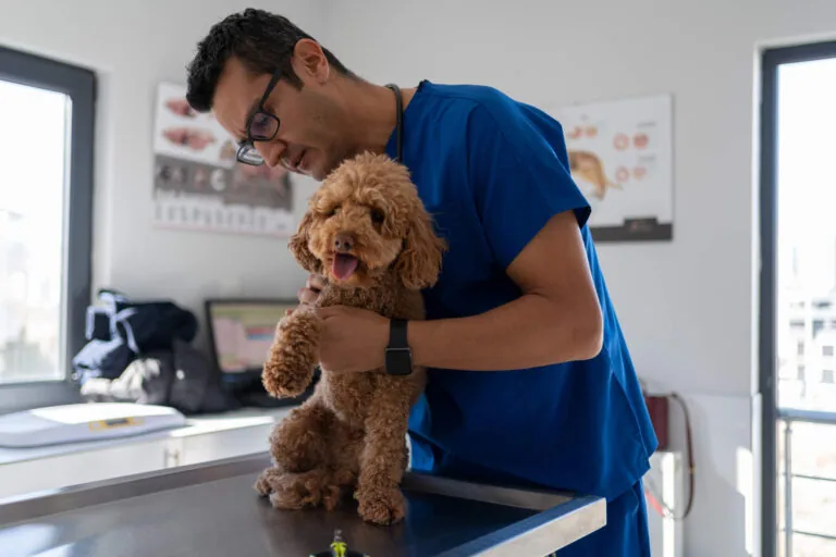 Male Veterinarian In Medical Scrubs Examining Dog At The Veterinary Clinic