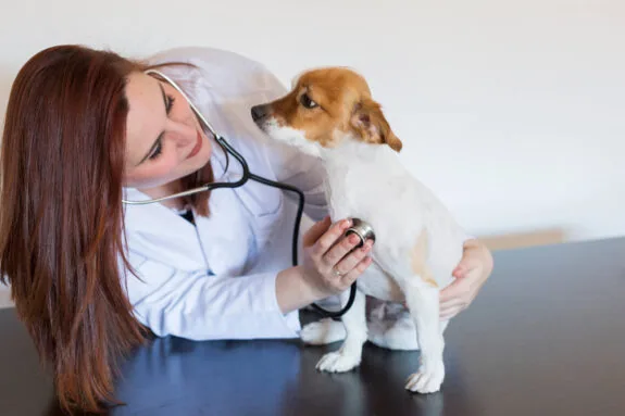 A vet looks at a dog