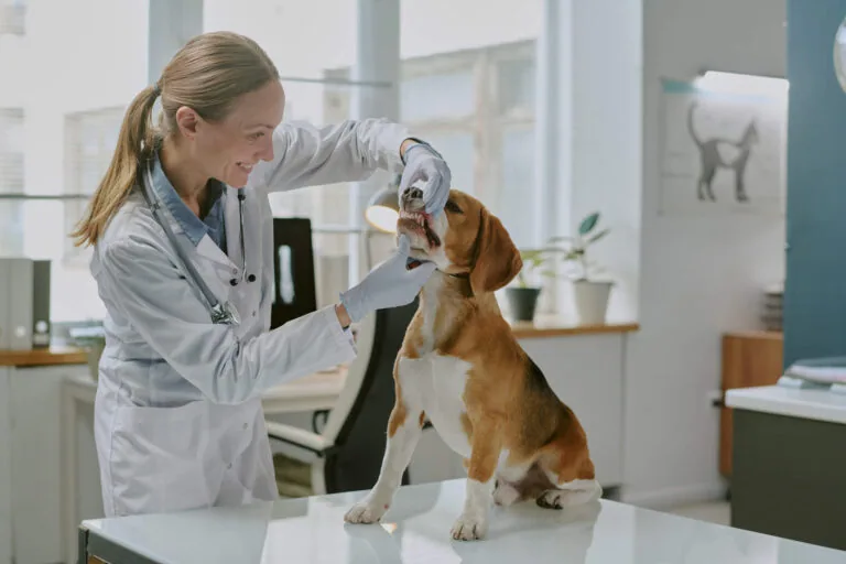 Female veterinarian examining beagle dog on table in a modern veterinary clinic with sunlight coming through windows in background. Woman wearing white coat gently holding dog's muzzle